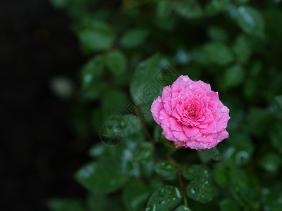 微型玫瑰花瓣房子白色茶花绿色粉色叶子背景图片
