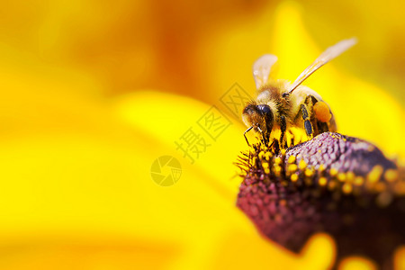 西方蜜蜂收集花蜜和松露的近照自由动物传粉者雏菊花粉宏观花瓣分发蜂巢花园背景图片