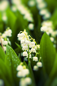 山谷里的百合花 还有绿底的落水滴宏观百合花园野花荒野绿色植物阳光植物生长叶子背景图片