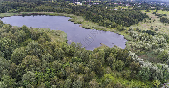 夏季风景 波兰河岸绿树的树木菖蒲天空旗帜林地国家沼泽农村森林蓝色湿地背景图片