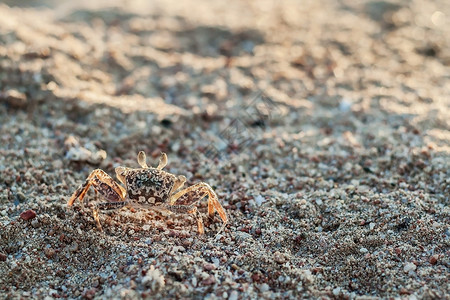 沙地上一只螃蟹 快关门了背景