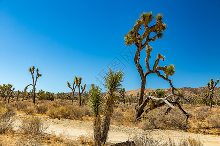 约书亚树国家公园尘土蓝天天空灰尘山脉沙漠荒野背景图片