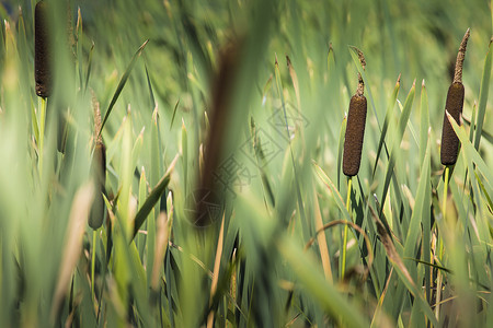 Acorus  树 苏瓦基 波兰宏观芦苇植物学草丛水库香蒲植物美丽温暖烧瓶背景图片