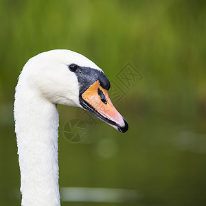 收紧天鹅头的眼神眼睛橙子白色野生动物优美荒野水禽黑色动物群美丽背景图片
