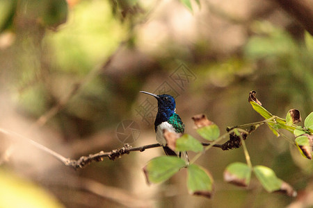 白颈雅各宾 称为翅膀蜜蜂荒野鸟类羽毛背景图片