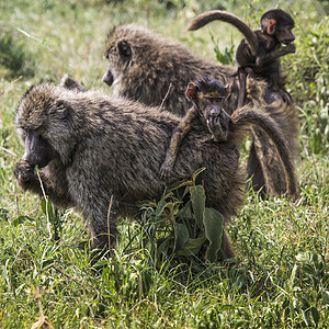 黄狒狒婴儿妈妈带着婴儿在草原上走过热带大草原动物女性尾巴哺乳动物栖息地自然成人新生动物群爪子背景