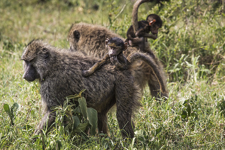 黄狒狒婴儿妈妈带着婴儿在草原上走过热带大草原动物群新生爪子成人动物野生动物荒野灵长类漫游尾巴背景