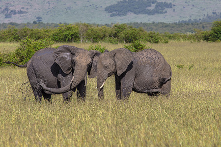 荒野大象肯尼亚Maasai Mara国家保留地野象公园旅行旅游动物群荒野陨石树干冒险驾驶动物背景