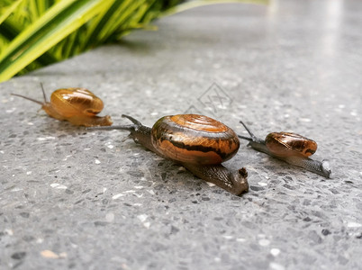 3 Snail 赛车背景图片