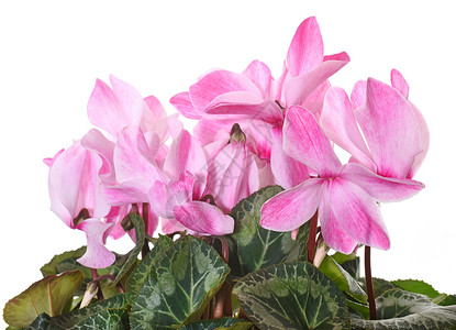 演播室的赛车手园艺植物礼物工作室粉色背景图片