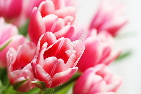 粉红色郁金香花粉色脆弱性花束礼物郁金香植物群叶子红色绿色背景图片