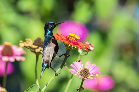 鸟的图像笼罩在花朵上歌曲男性配种唱歌色调动物辉煌太阳鸟肉桂积雪草背景图片