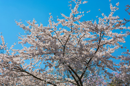 春天的粉红树花园林树叶苹果花苹果树花蕾植物花丝果树水果太阳背景图片