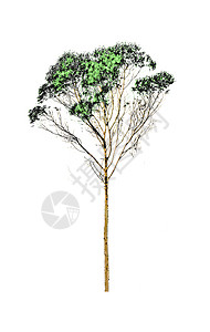 树形图示叶子植物插图白色植物学绿色森林背景图片