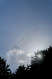 透过树背影照亮蓝天的镜头绿色天空树叶镜片太阳射线耀斑阳光晴天树木背景图片