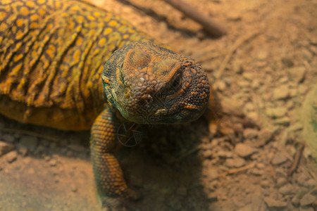 原始动物Iguana在沙漠里 特写背景
