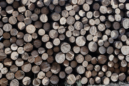 森林中的一堆砍柴植物树干桦木森林年轮背景图片
