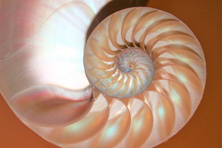 斐波那契螺旋Fibonacci对称跨段螺旋结构螺旋结构增长金比曲线螺旋动物黄金科学宏观数学数字几何学生长背景
