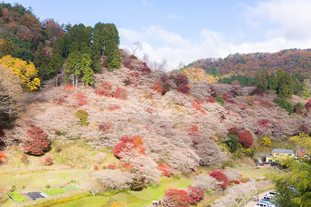 名古屋 秋天的植物群游客红叶薄雾旅行世界森林光洋文化花园背景图片