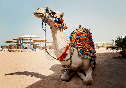 赫尔格达埃及海滩上的沙沙滩上有骆驼旅游沙漠蓝色太阳男人运输眼睛沙丘冒险谎言旅行背景