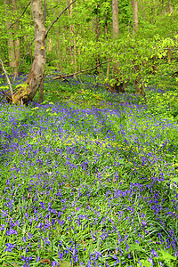 春林中的蓝铃花风铃阔叶木头地毯野花树木农村绿色蓝色荒野背景图片
