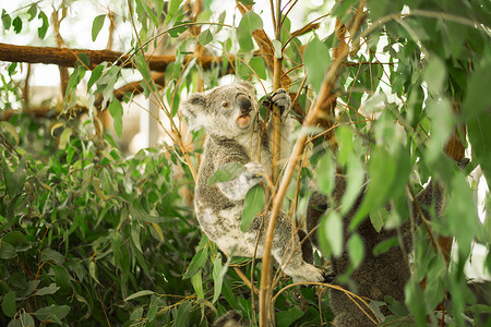 我有考拉Koala在一棵叶树上哺乳动物动物群动物园耳朵衬套桉树考拉毛皮灰色野生动物背景