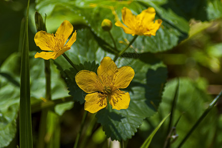 太阳光黄金金或白月花 在瑞拉山的葛莱德植物绿色花朵空地黄色里拉叶子花瓣背景图片