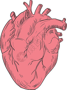 人体心脏解剖图插图医疗墨水解剖学手绘草图画线手工艺术品刮板背景图片