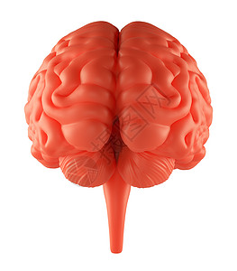 愤怒红脑器官皮层药品粉色3d解剖学大脑小脑脑沟神经背景图片