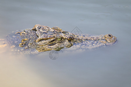 盐水鳄鱼鳄鱼头在水中的照片 爬虫动物捕食者危险热带力量生物食肉皮革猎人动物园侵略背景