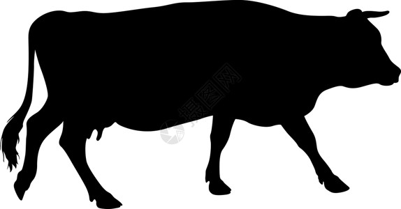 牛肋肉白色背景上现金牛的黑色剪影农业小牛食物牛奶乳牛插图牛肉绘画农村家畜插画