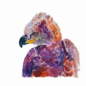 非洲加冕的白鹰水彩色羽毛野生动物热带猎鹰草图动物森林插图食肉日冕背景图片