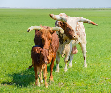 草原上 Watusi 牛的公牛 母牛和小牛高清图片