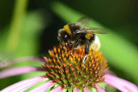 熊蜂蜜蜂飞向花朵橙子翅膀动物植物学昆虫花粉花园宏观荒野叶子背景