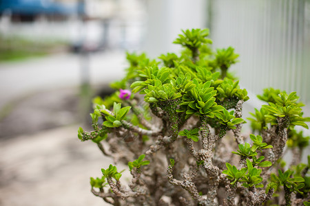 最大的佛教寺庙Kek的植物 花盆 花棚和花铺叶子家庭作业院子工作植物群园林生长环境异国风景背景图片