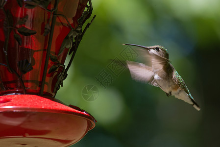 蜂鸟在飞行中翅膀红宝石航班羽毛绿色背景图片