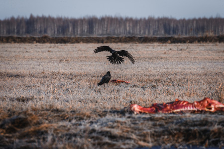 乌鸦苍蝇黑乌鸦吃胡萝卜翅膀羽毛动物食物腐肉野生动物水平场地黑色苍蝇背景