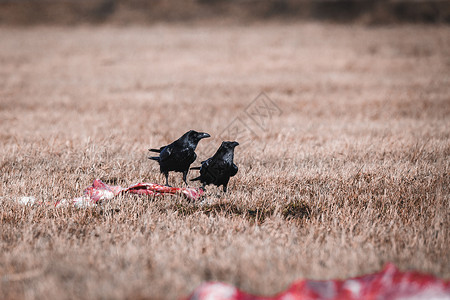 乌鸦苍蝇食肉的打猎高清图片