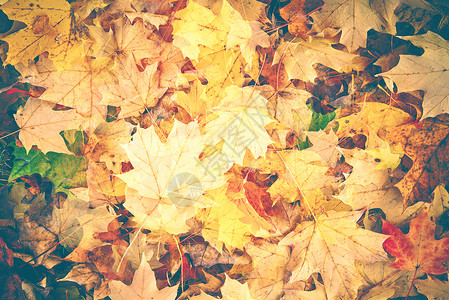 变化多彩的秋叶花版背景背景背景图片