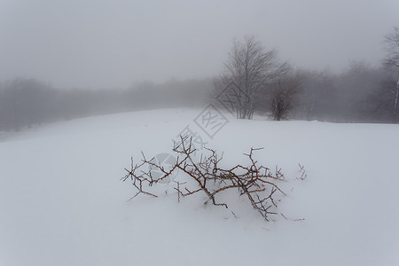 一年中第一次暴雪暴风雪榉木风暴山楂背景