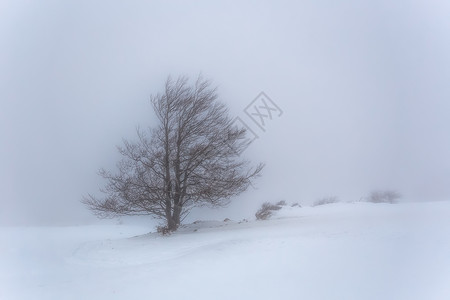 一年中第一次暴雪山楂榉木暴风雪风暴背景图片