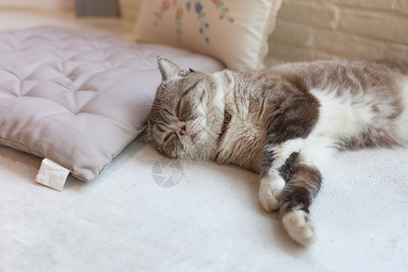 可爱的小猫咪睡觉宠物哺乳动物睡眠摄影沙发脊椎动物黄色动物猫科客厅背景图片