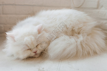 可爱的小猫咪睡觉沙发脊椎动物睡眠宠物水平休息动物主题野猫小猫背景图片