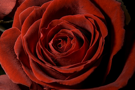 红玫瑰特写房子红色鹅卵石宏观玫瑰植物群背景图片