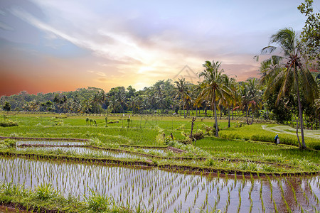 爪哇一市农村的稻田农业地貌景观植物背景绿地椰子水稻大米旅游梯田日落阳台背景图片