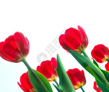 红色郁金香花园团体叶子绿色白色背景图片