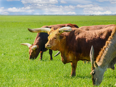 放牧草原中的Watusi牛和欧兰羚羊高清图片