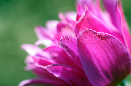 粉紫花背景图片