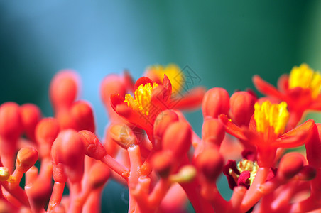宏观性质情调园艺花园红色植物异国背景图片