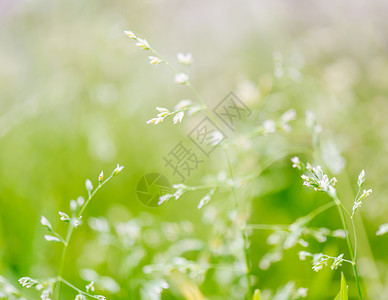 带种子的长片草绿色植物生长叶子季节植物学生物学光合作用环境生态背景背景图片